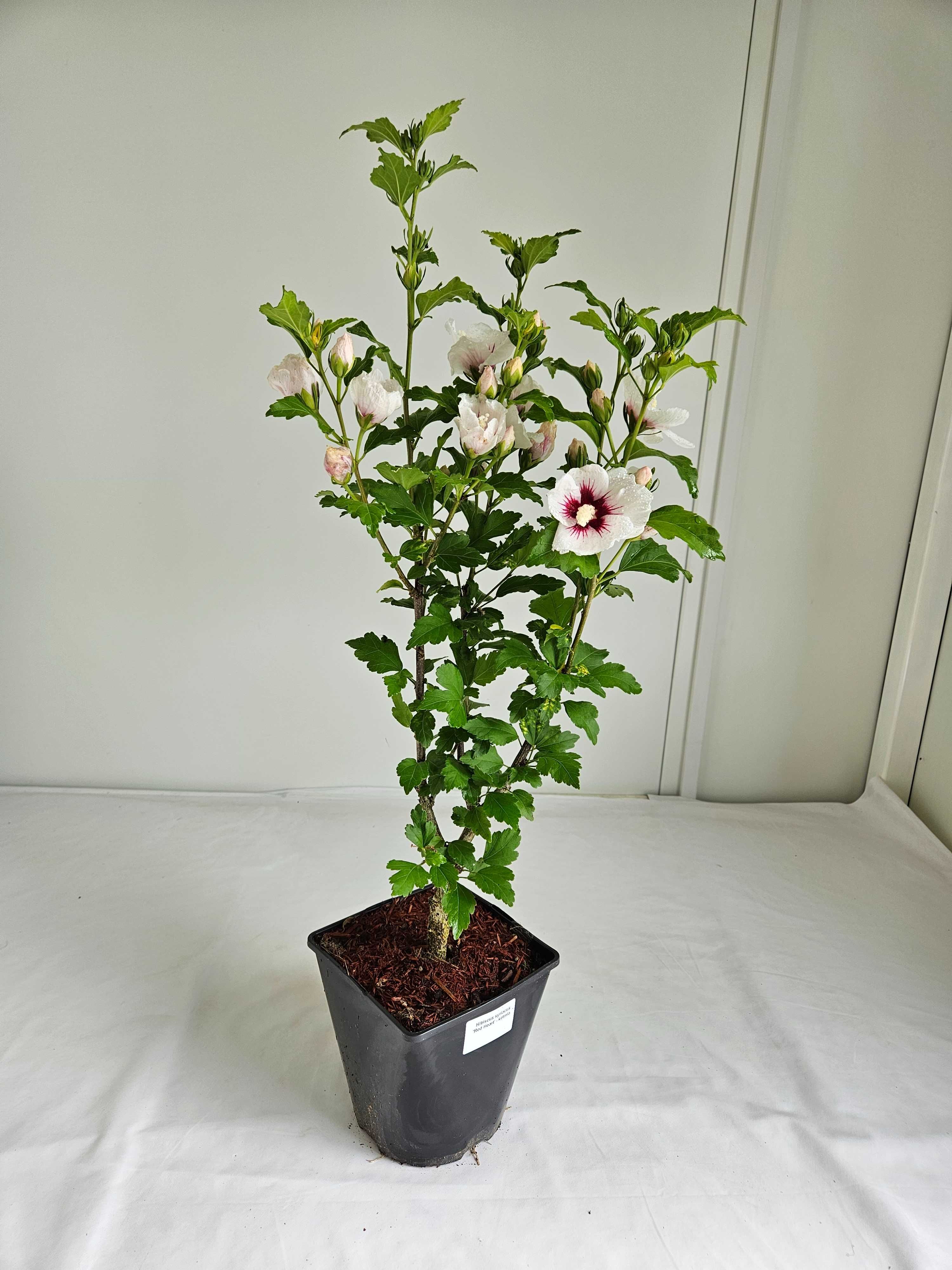 Hibiskus Red Heart 60cm – biały krzew z czerwonym środkiem C3