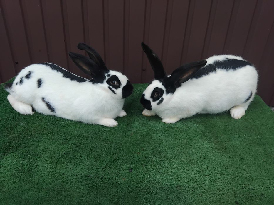 Продам кроликів породы строкач