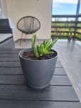 Ucho shreka, Grubosz, Crassula ovata