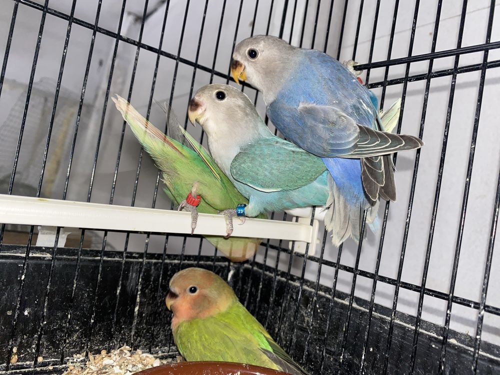 Agapornis roseicollis reprodutores
