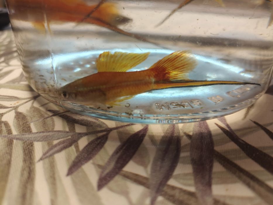 Mieczyki samce i samice