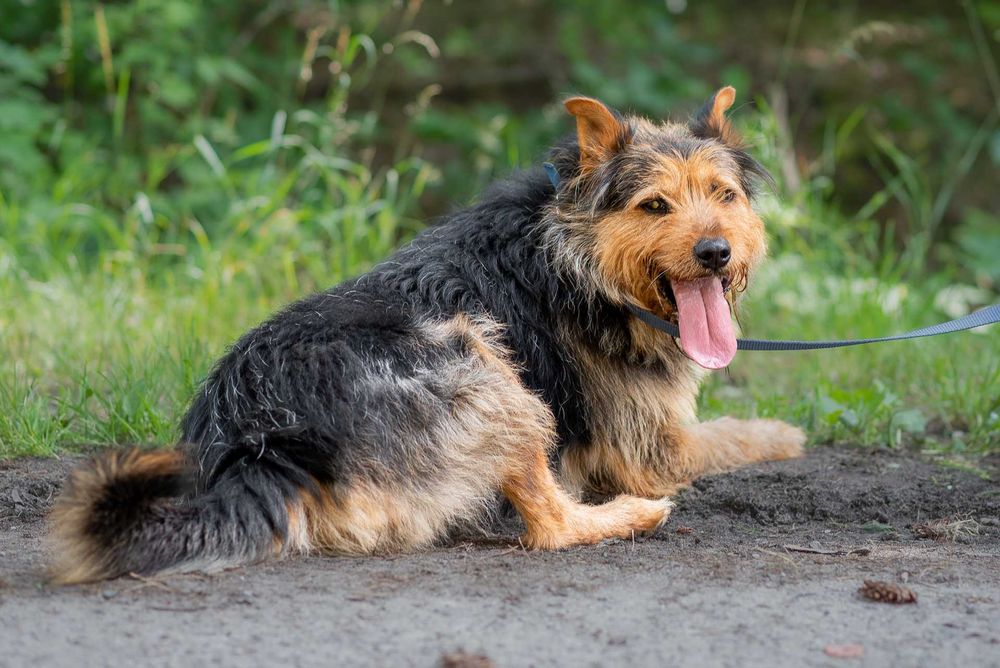 ROZAR młody piękny pies w typie teriera do adopcji