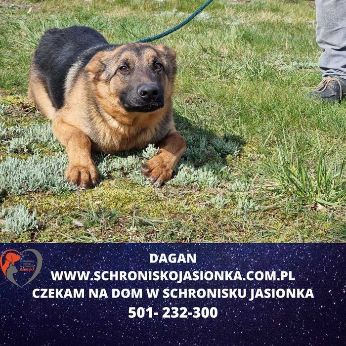 Dagan w schronisku jasionka aktualne