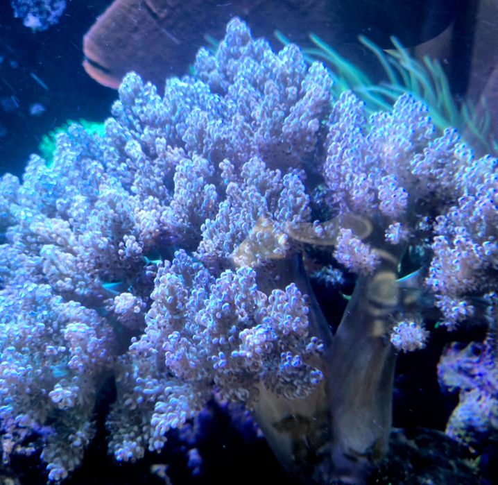 Koralowiec miękki Capnella