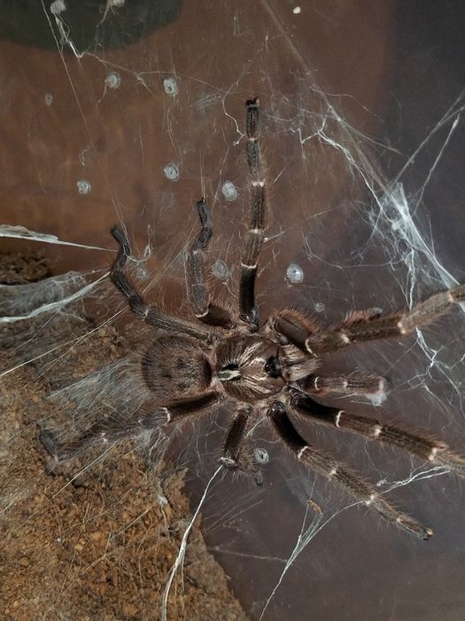 Samiec Ceratogyrus darlingii