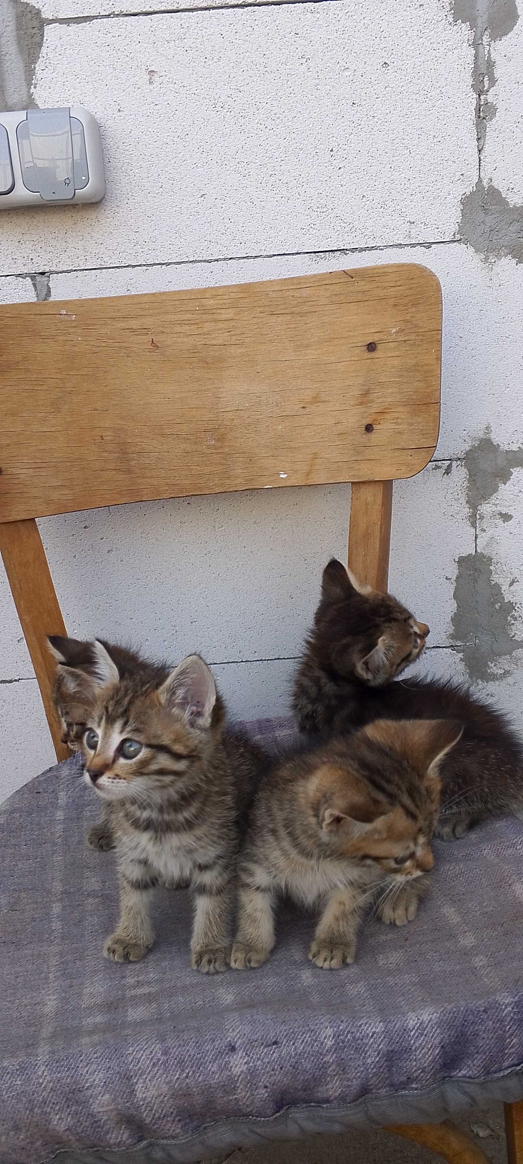 Віддам безкоштовно