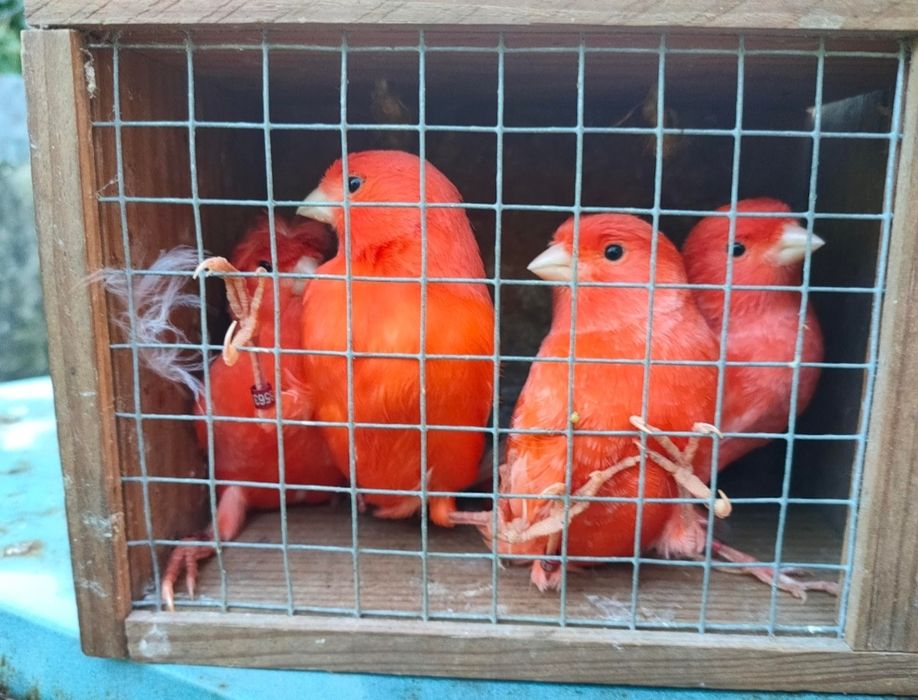 Canários novos 2025