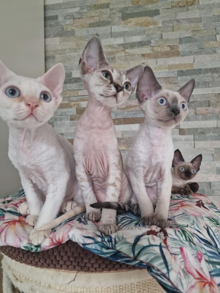 Koty Devon Rex