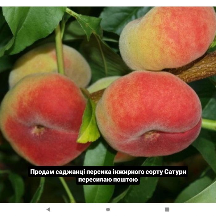 Продам саджанці дерев різних плодових культур сучасних сортів