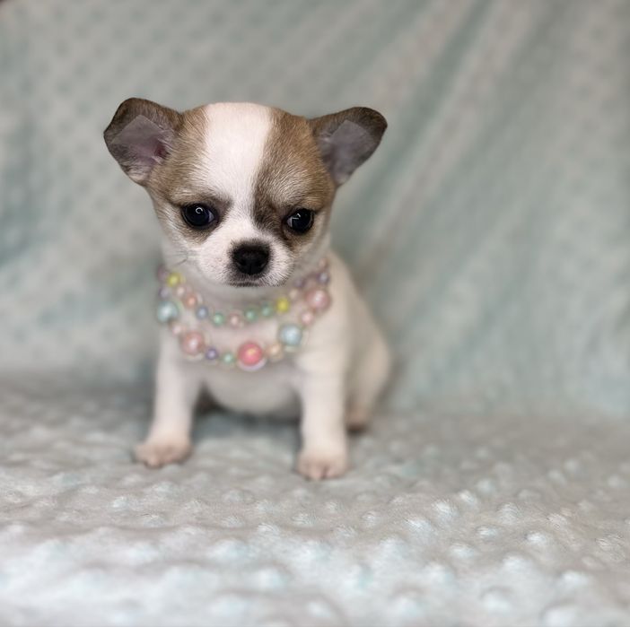 Chihuahua Femea Pelo Curto