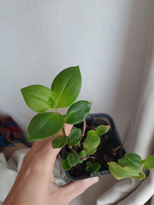 Каллизия,рео,традесканция срез