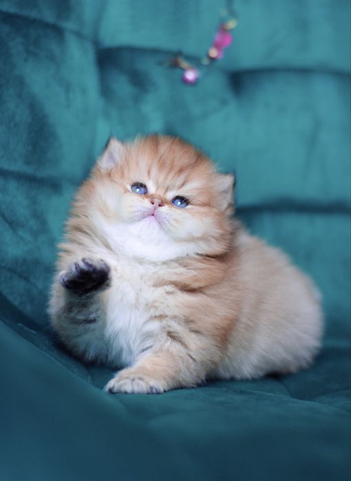 Oferujemy  czystego brytyjskiego kociaka o rzadkim kolorze