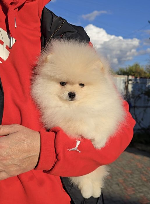 Чарівні красунчики.