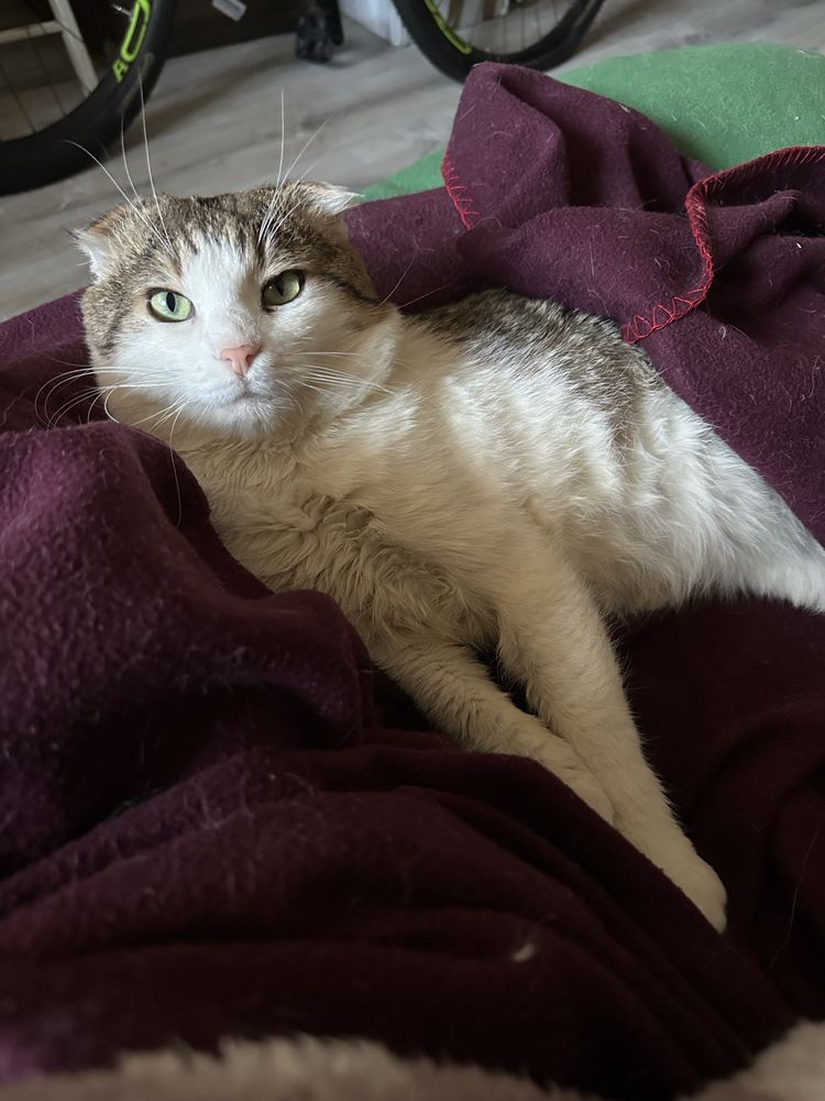 Котик Грицюша шукає дім