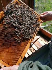 Бджоло пакети продам