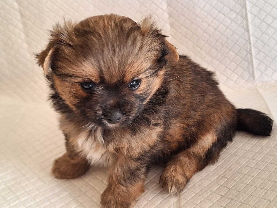 Sunia Yoranian hybryda