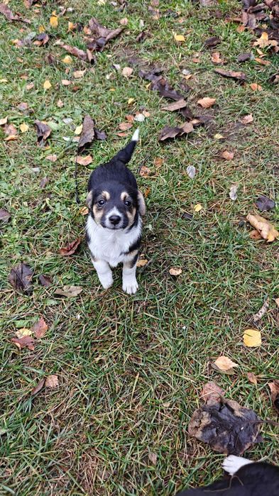 Pieski do oddania -  2 suczki