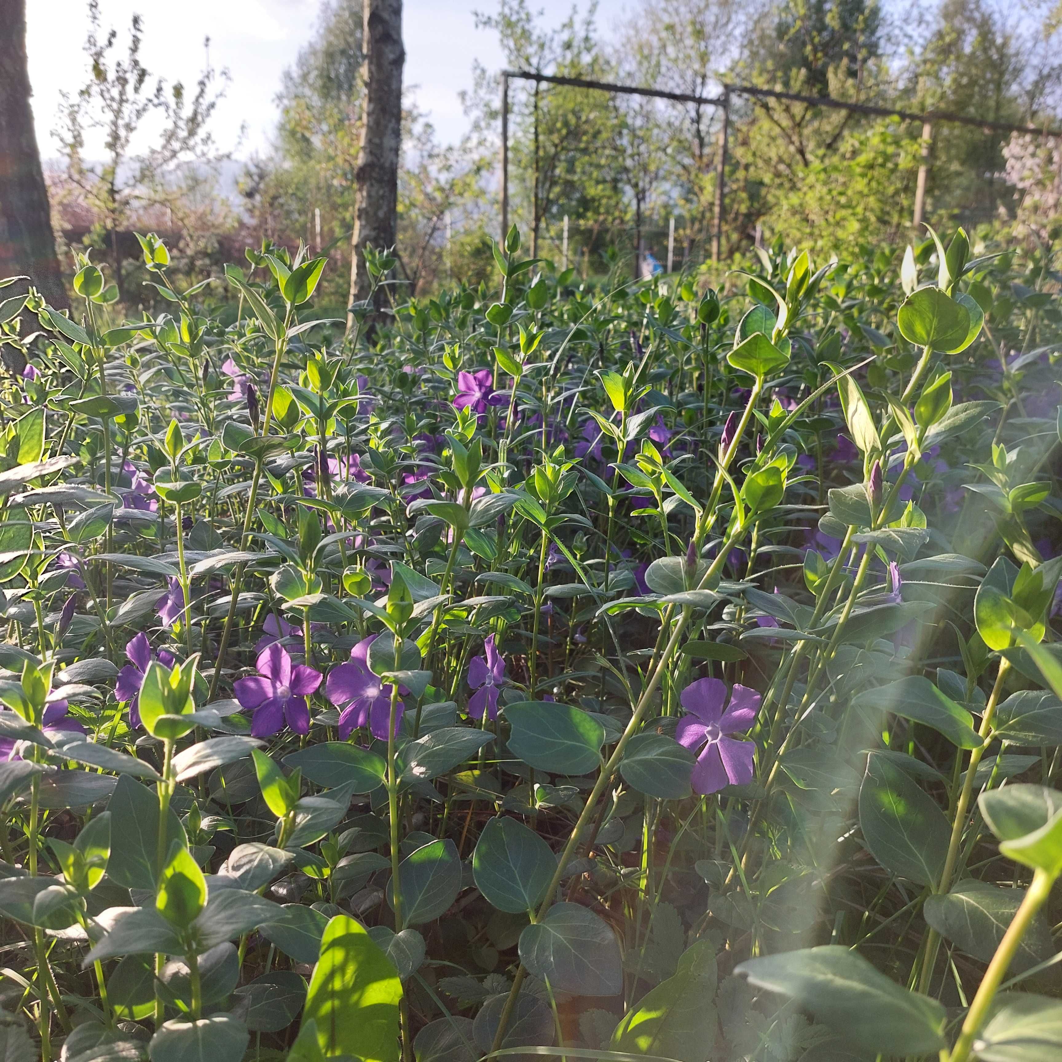 Barwinek większy Vinca major