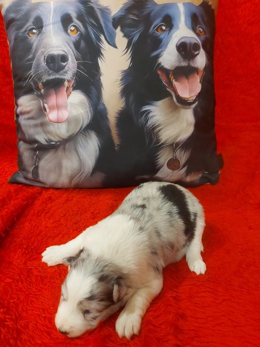 Border Collie wyjątkowo piękna suczka  merle z rodowodem