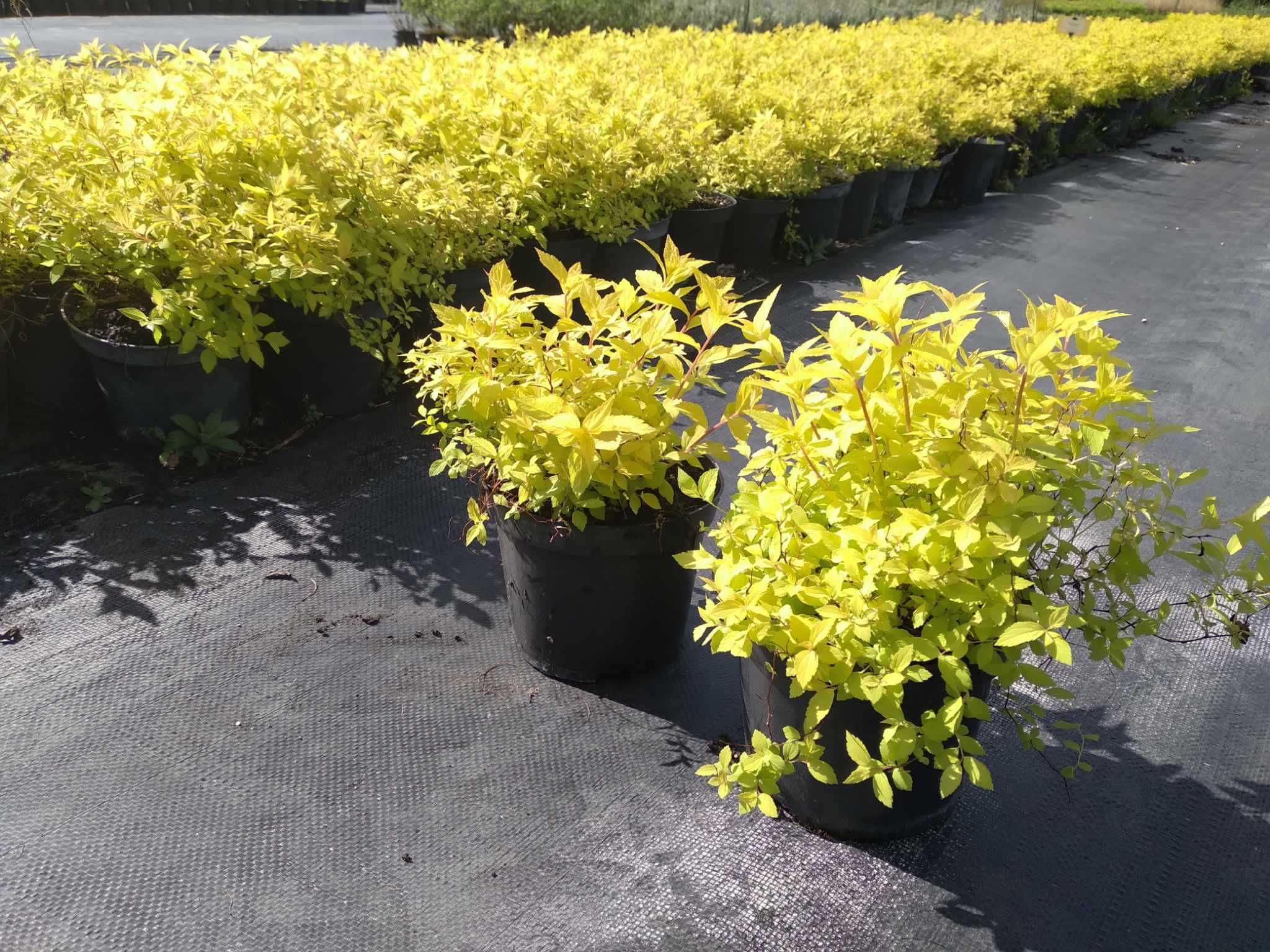 Tawuła japońska Spiraea Goldflame Little Princess Goldmound Crispa,