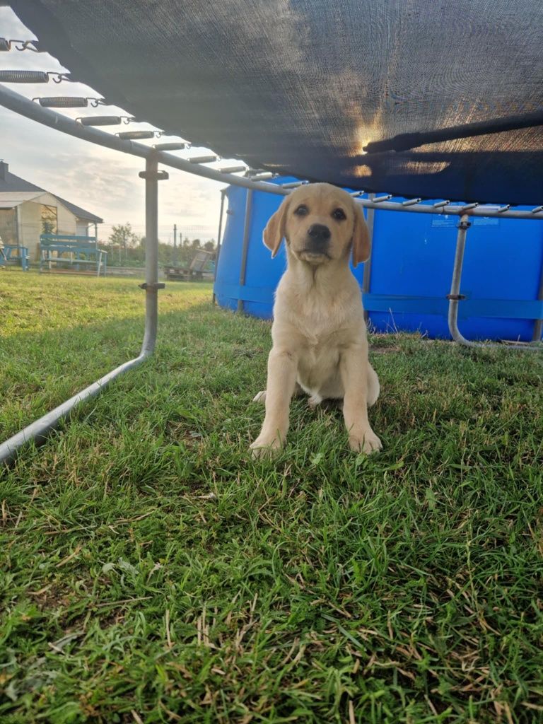 Suczka suka pies szczeniak  labrador biszkoptowy