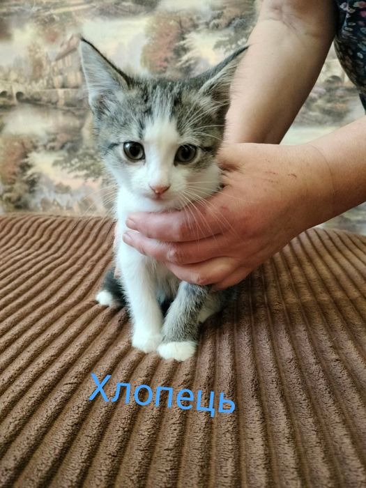 Кошенята в гарні руки