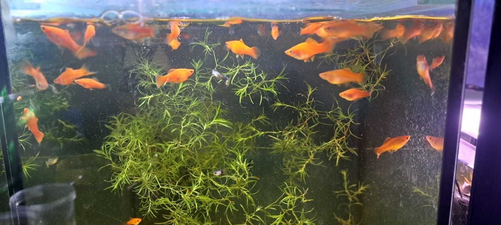 Rybki Mieczyki różne odmiany z własnego odchowu