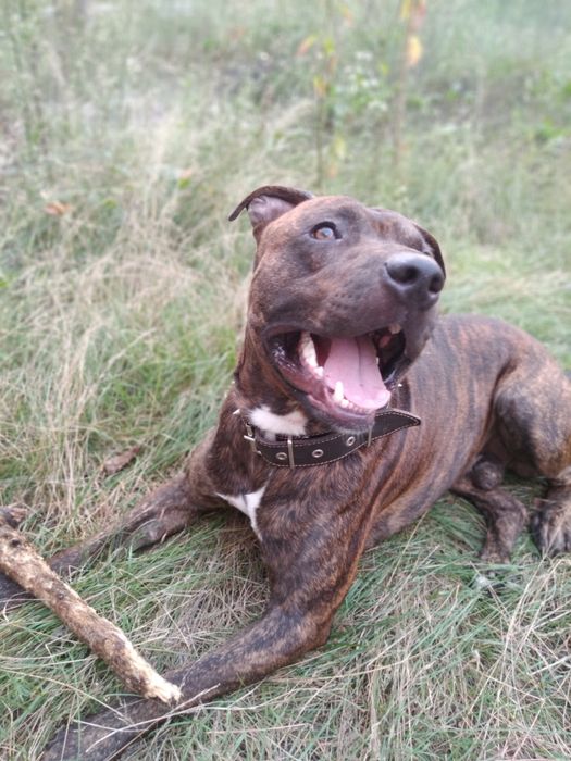 Питбультерьер ищет невесту