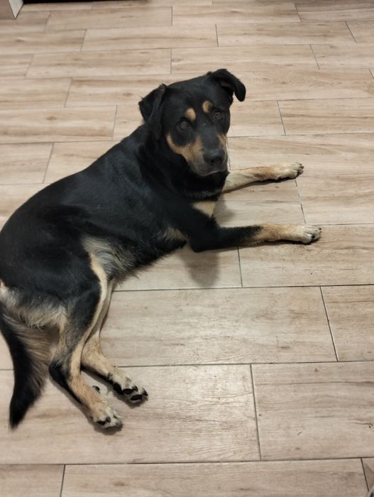 Cão para adoção com 2 anos