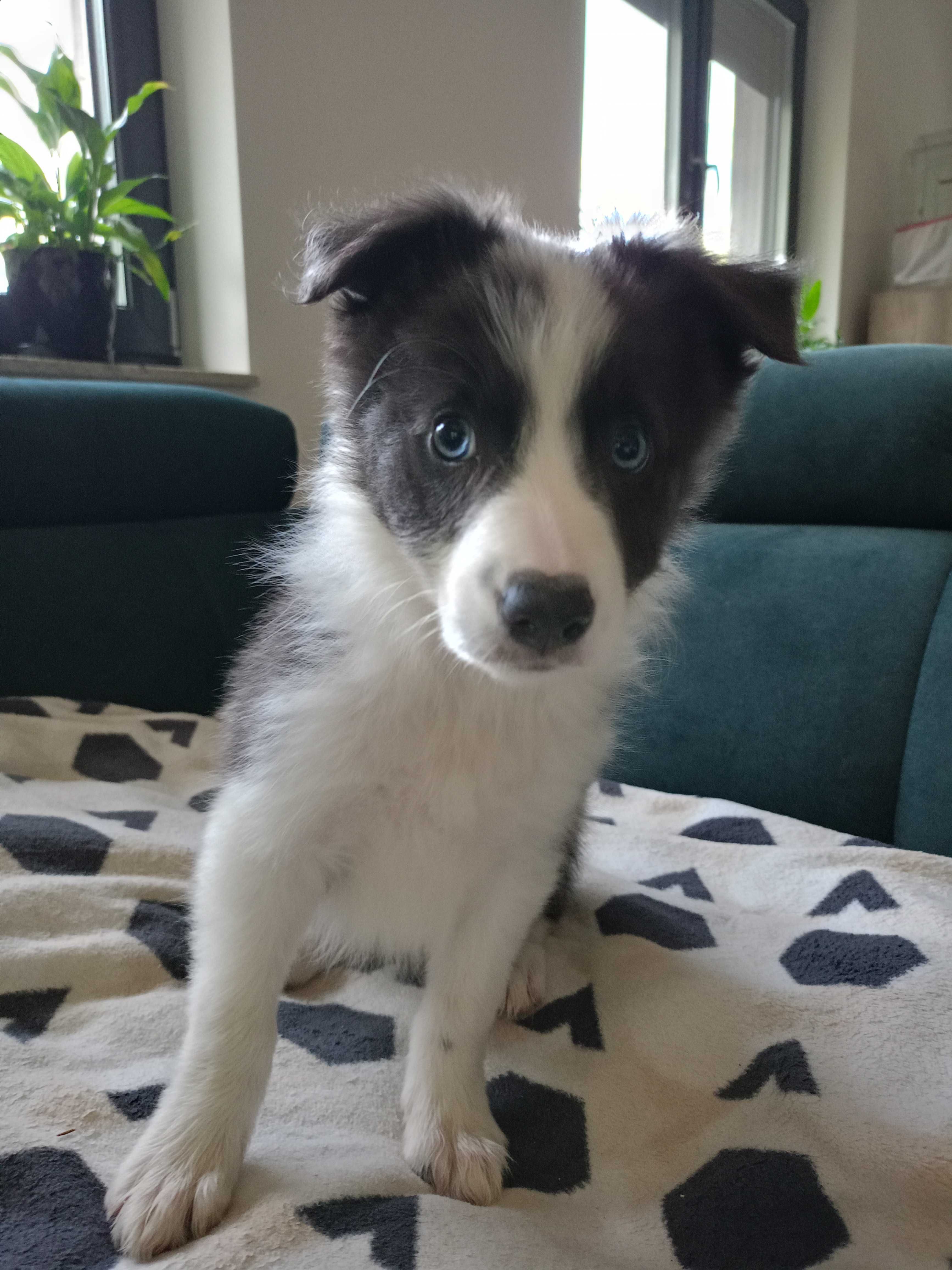 Border Collie suczka niebiesko-biała