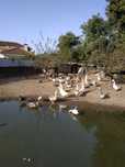 Gansos, patos e garnizas