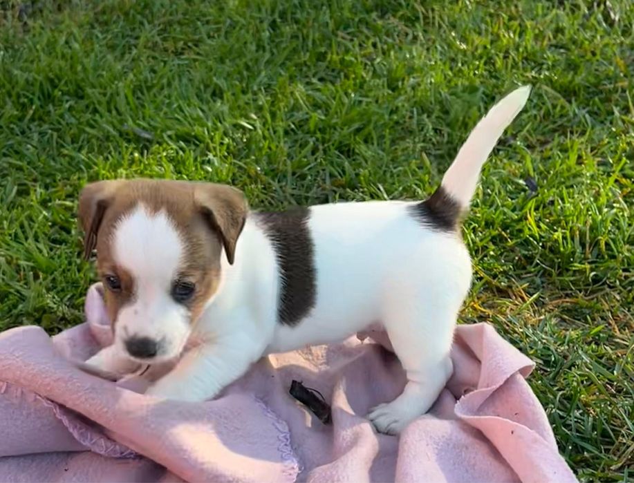 Sprzedam Jack Russell Terrier piesek