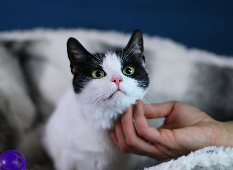 1- roczna, delikatna koteczka poleca się do adopcji.