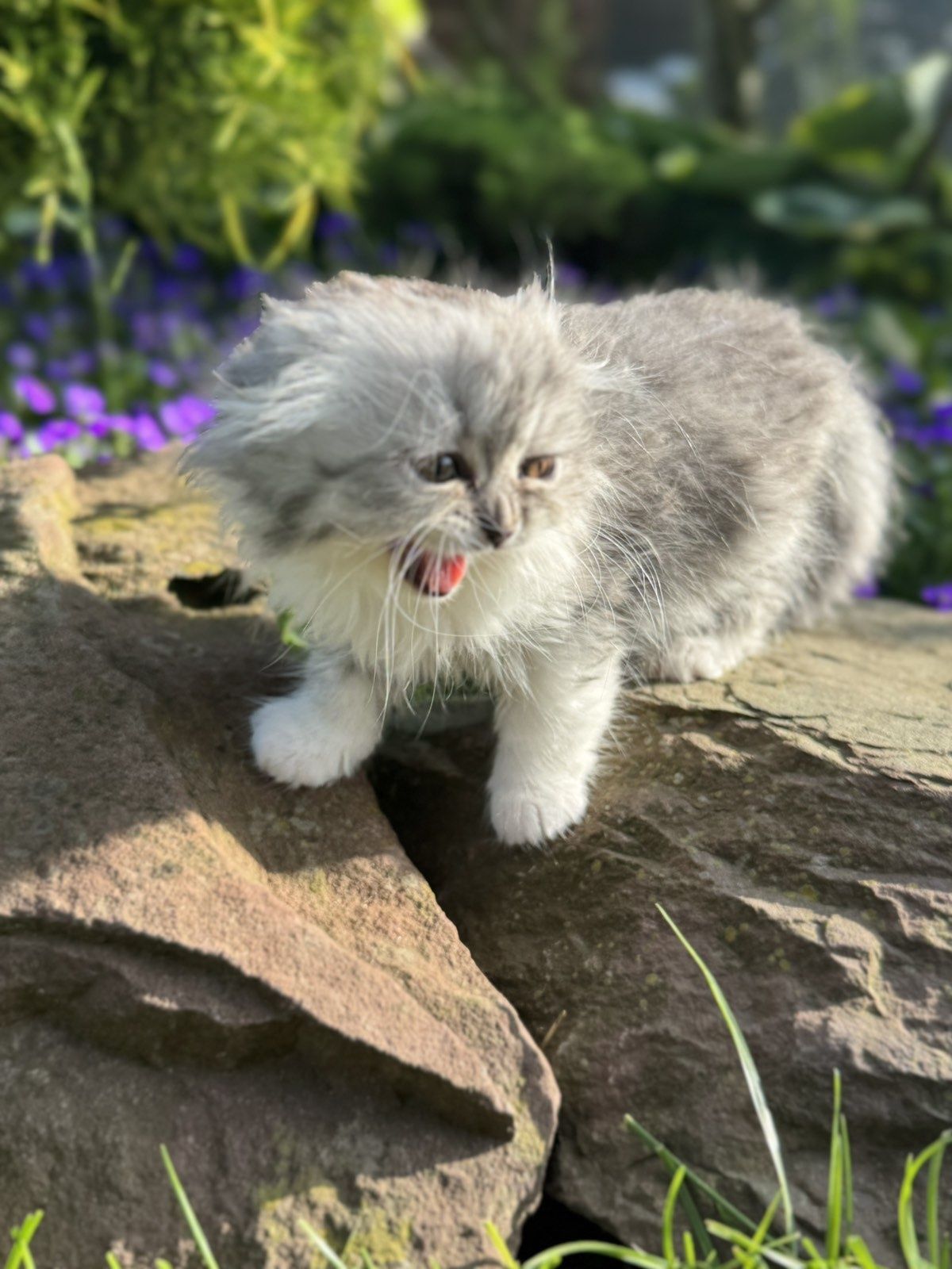 Шотланські кошенята