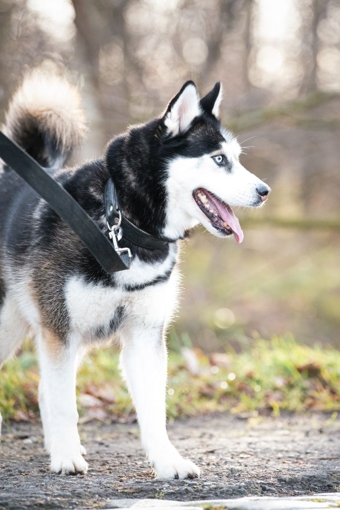 Grubson w typie husky do adopcji!