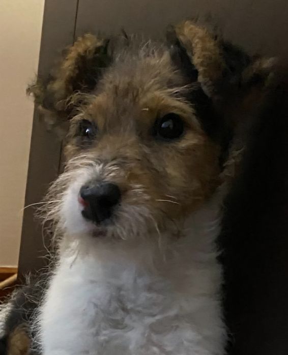 Fox Terrier  (Fêmea)