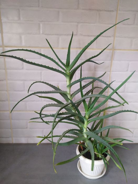 Aloes drzewiasty