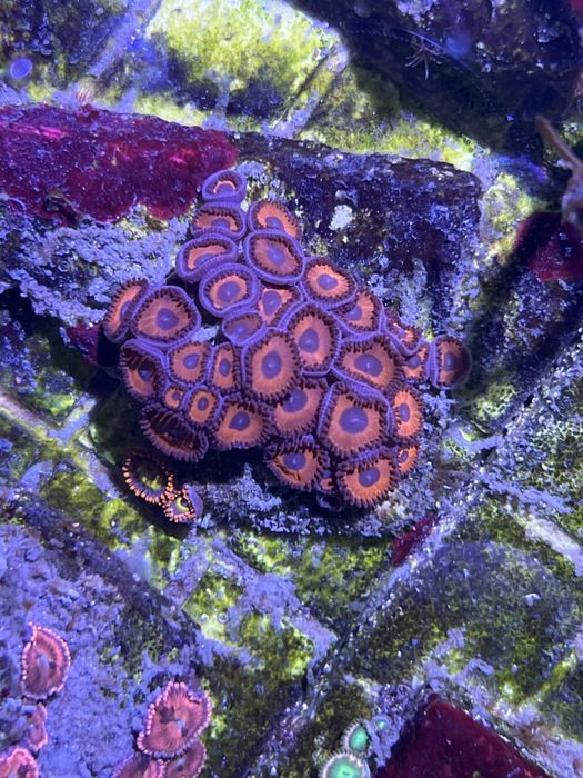 32 Zoanthus Super Duper 8 glowek FLUOLAMPS WYSYLKI