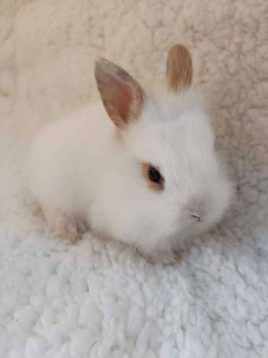 Królik karzełek Lwi, Teddy