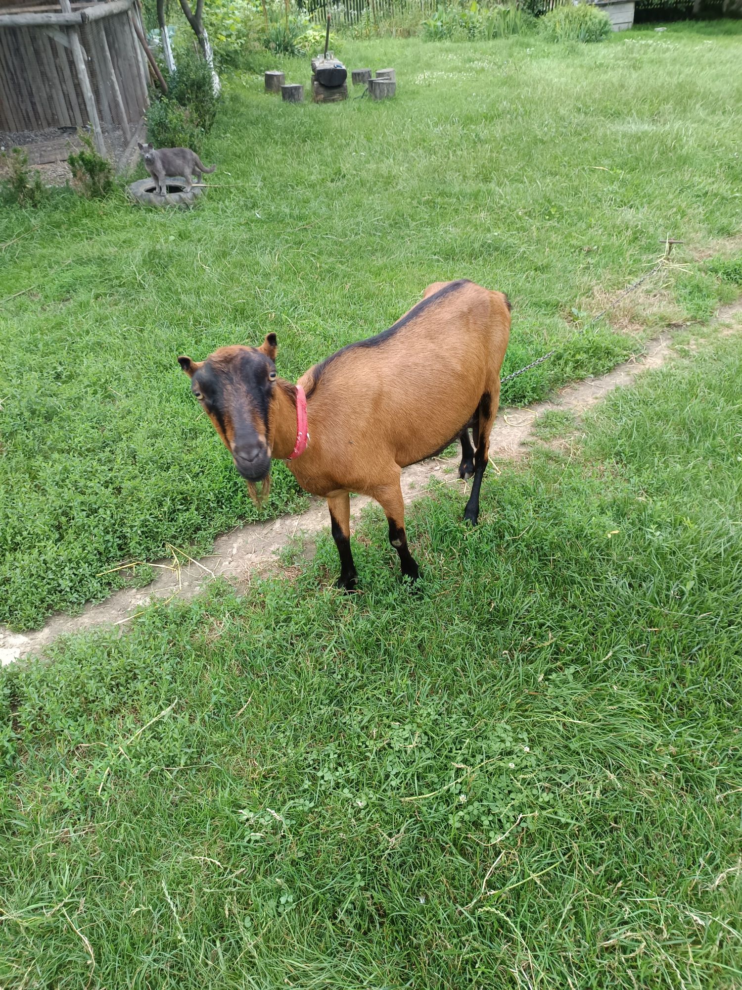 Продам Дійні кози