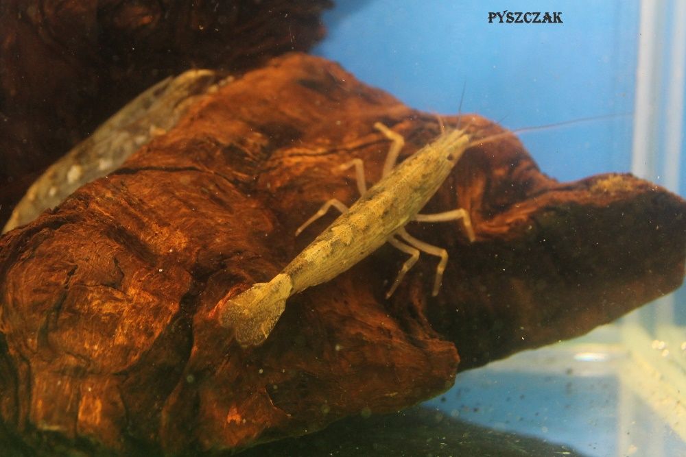 "P" Krewetka Filtrująca   5 cm