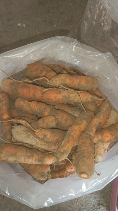 sprzedam marchew ekologiczną