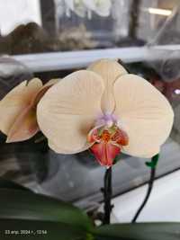 Домашня орхідея Леді Мармелад орхидея крупноцвет КВІТНЕ