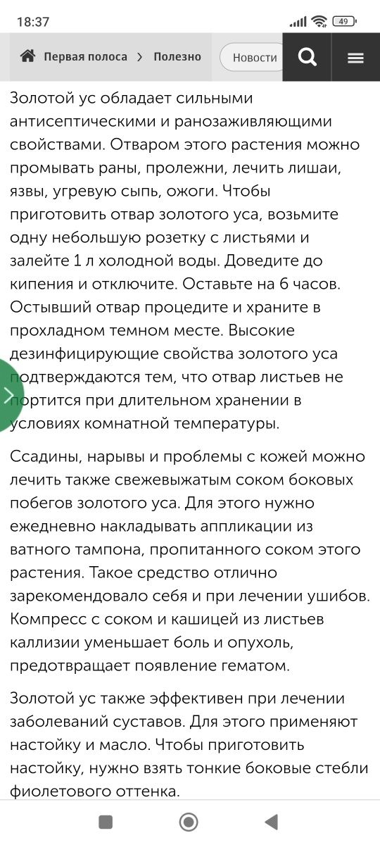 Каллизия душиштая/ золотой ус/ домашний доктор