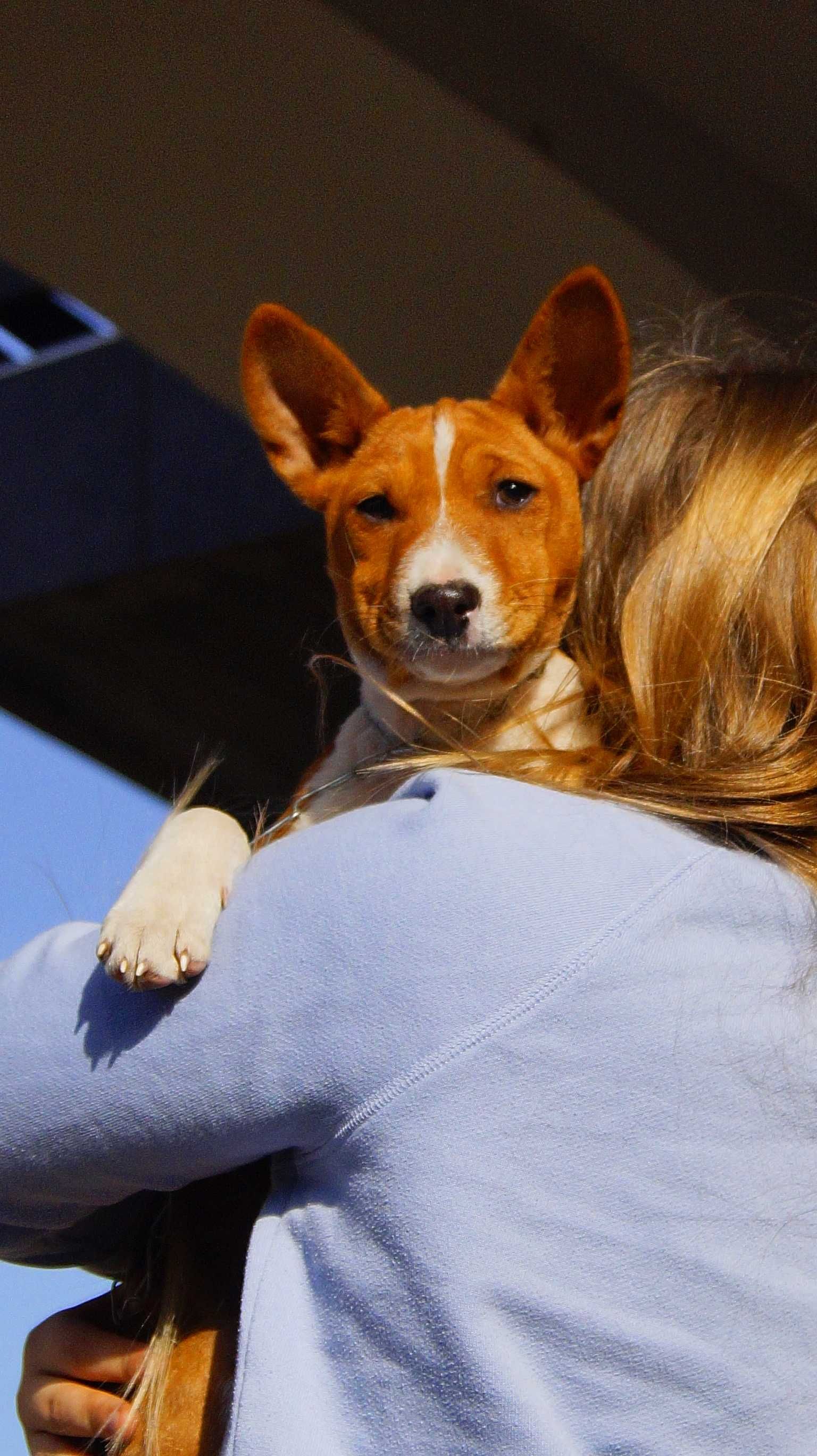 Pies, który nie szczeka! BASTER Basenji,do odbioru,ZKwP/FCI po Int.Ch.