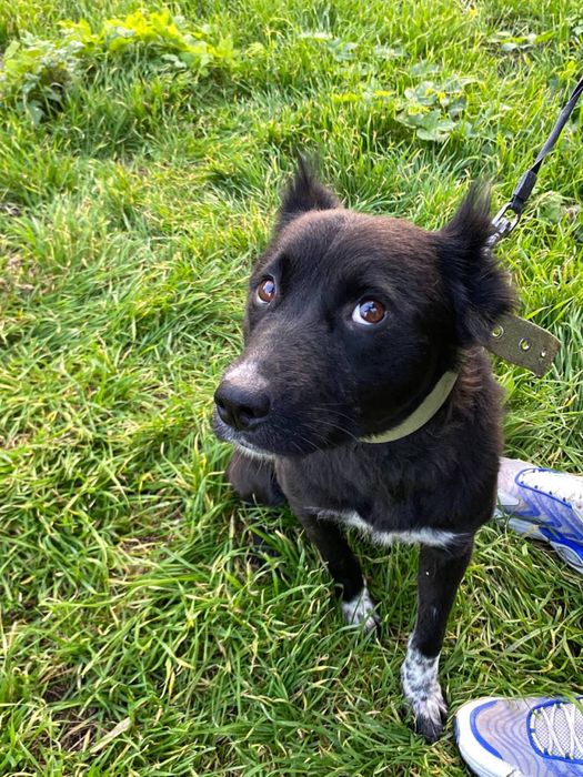 Чудова собачка ПОТРЕБУЄ на надійну родину!