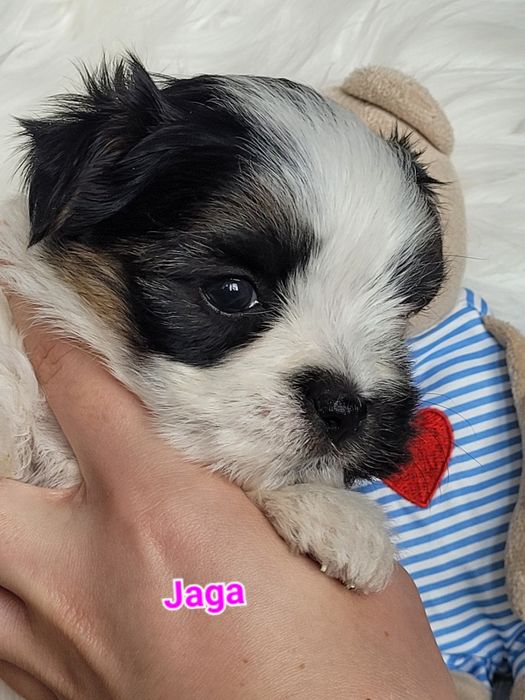Morkie Yorkshire terrier biewer suczka