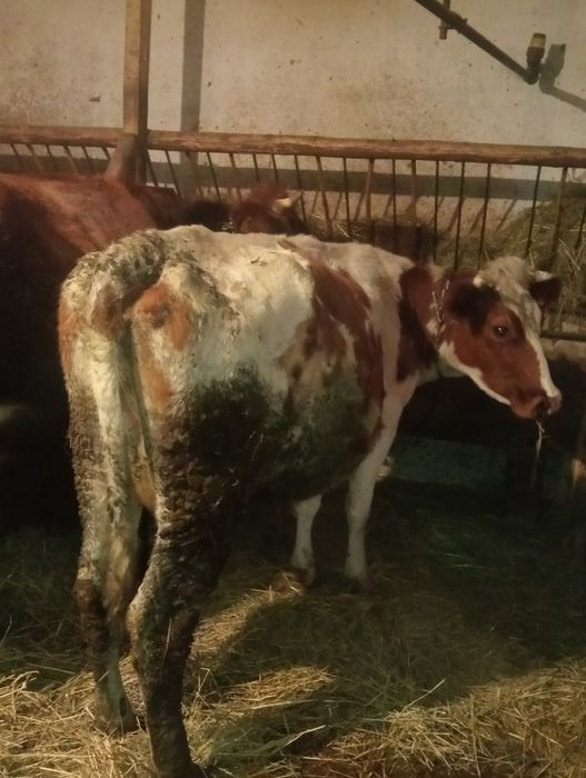 Młoda krowa zacielona