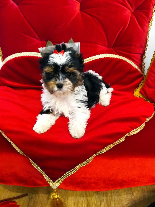 Śliczny samczyk Fan z metryką ZKwP/FCI Biewer Yorkshire terrier.