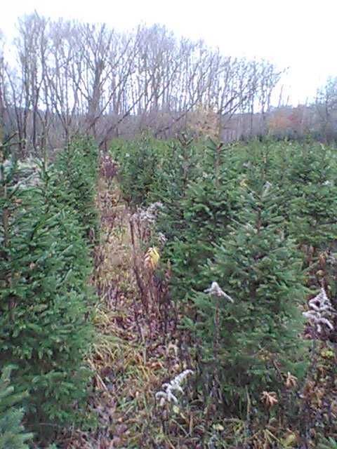 świerk pospolity formowany  , choinki świąteczne